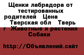 Щенки лабрадора от тестированных родителей › Цена ­ 30 000 - Тверская обл., Тверь г. Животные и растения » Собаки   